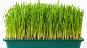 Właściwości i zastosowanie soku z trawy pszenicznej